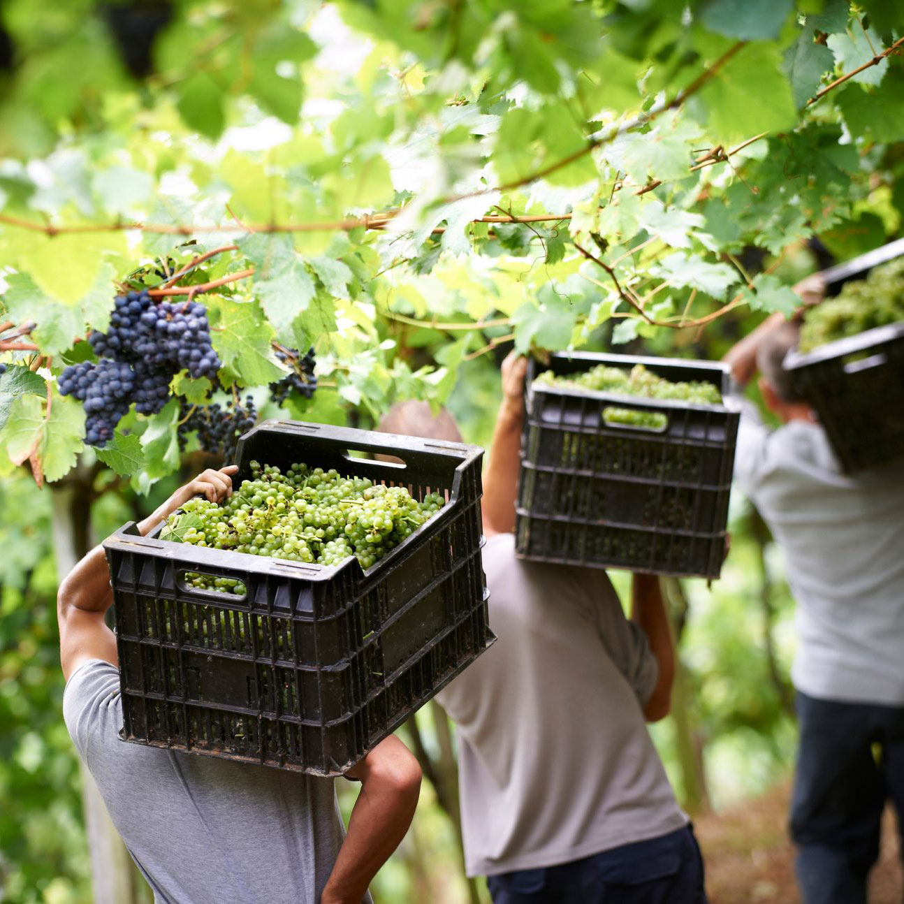 Txakoli Wein - die Überraschung aus dem spanischen Baskenland